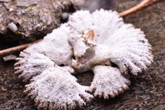 Schizophyllum commune