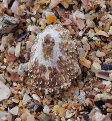 Scutellastra granularis