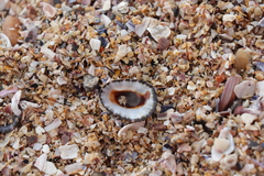 Scutellastra granularis