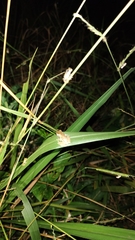 Smilisca baudinii