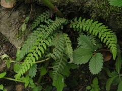 Polystichum shensiense