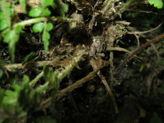 Polystichum shensiense