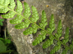 Polystichum shensiense