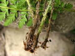 Polystichum shensiense