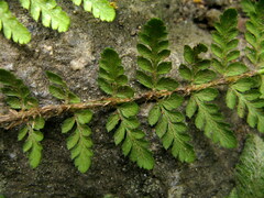 Polystichum shensiense