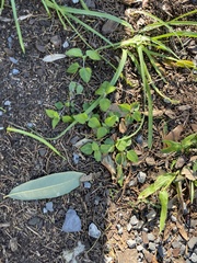 Calyptocarpus vialis