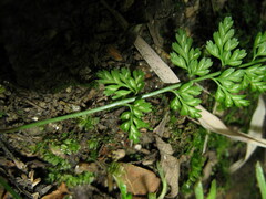 Asplenium varians