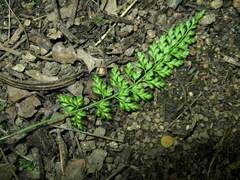 Asplenium varians