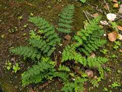 Paragymnopteris marantae