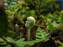 Paragymnopteris marantae