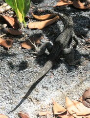 Microlophus albemarlensis