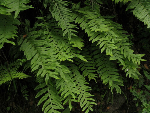 Drynaria delavayi observed 2010-07-05
