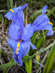 Iris planifolia