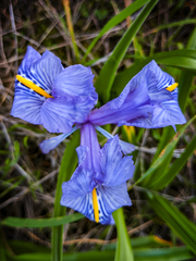 Iris planifolia