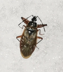 Gastrodes abietum
