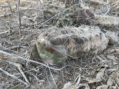 Echinocereus enneacanthus enneacanthus