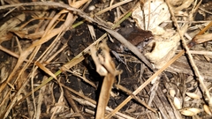 Hypopachus variolosus