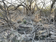 Echinocereus enneacanthus enneacanthus