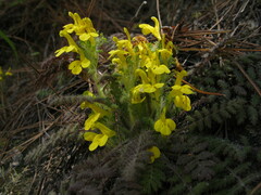 Pedicularis