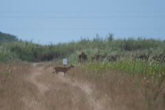 Odocoileus virginianus seminolus