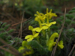 Pedicularis