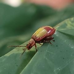 Oedionychina