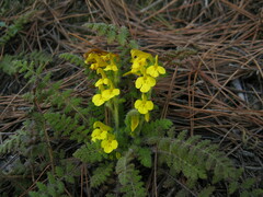 Pedicularis