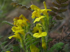 Pedicularis