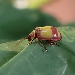 Oedionychina