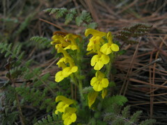 Pedicularis