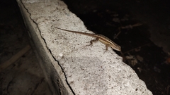 Sceloporus teapensis