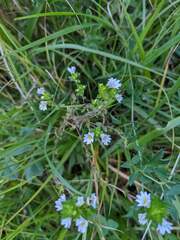 Euphrasia officinalis