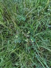 Euphrasia officinalis