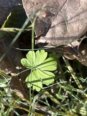 Geranium carolinianum