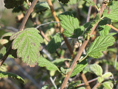 Holodiscus discolor discolor
