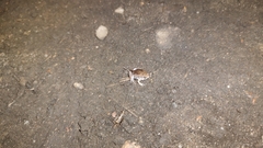 Hypopachus variolosus