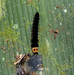 Apistosia judas