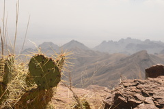 Opuntia chisosensis