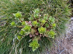 Gentianella