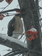 Accipiter