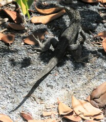 Microlophus albemarlensis