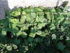 Vitis vinifera