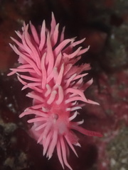 Okenia rosacea
