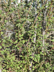 Holodiscus discolor discolor