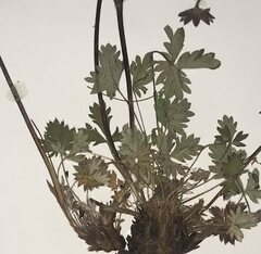 Potentilla arenosa