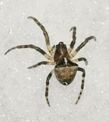 Araneus sturmi