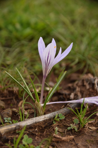 Crocus cancellatus, photograph 2