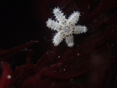 Leptasterias hexactis