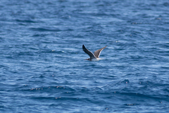 Ichthyaetus leucophthalmus