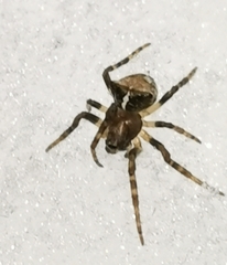 Araneus sturmi